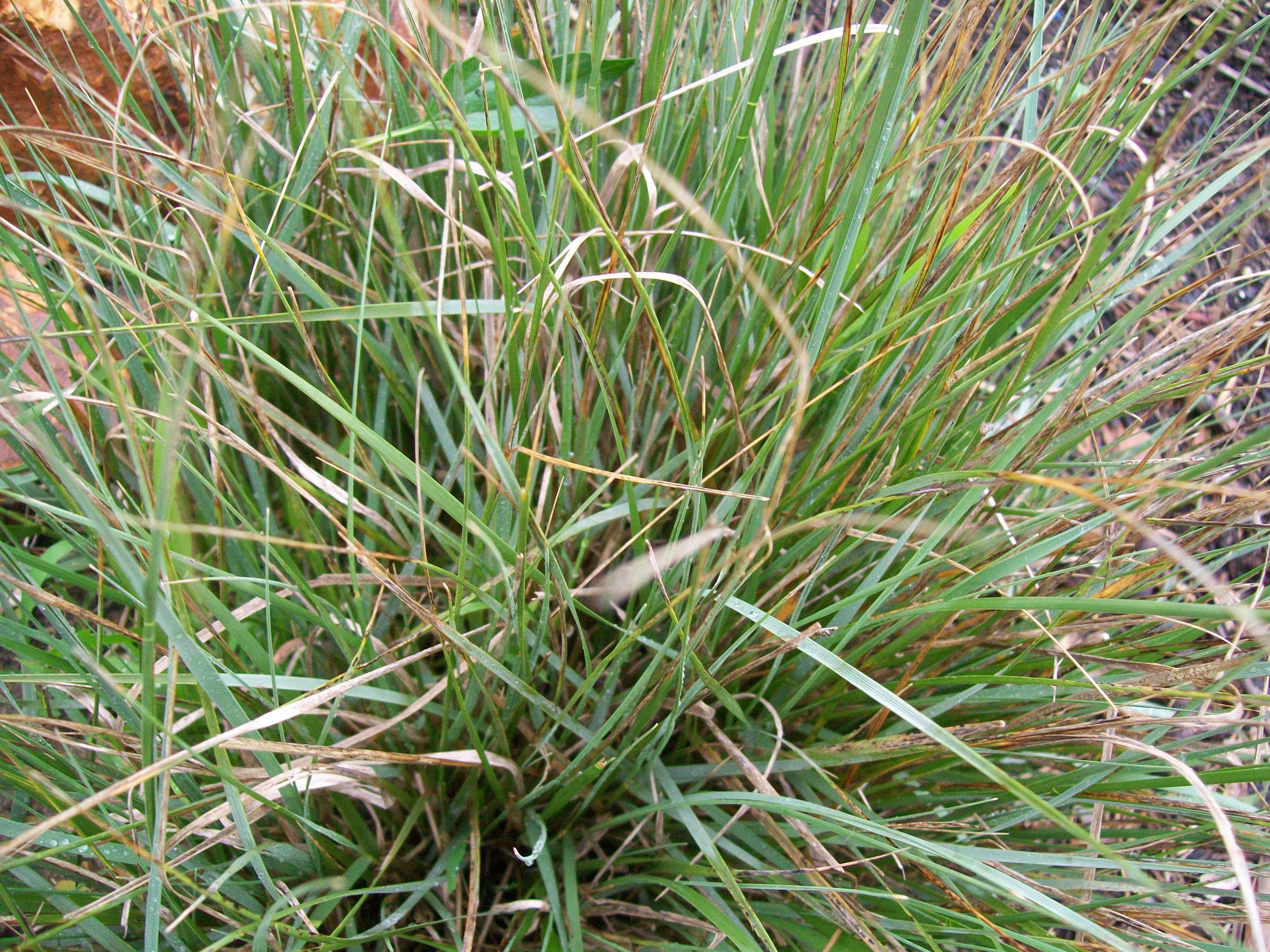 Online Plant Guide Muhlenbergia rigens / Deer Grass